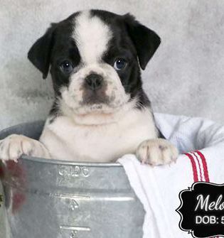 Melody