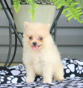 Melvin