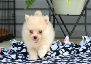Melvin