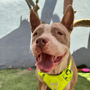 Momma Bear - Puppy Area