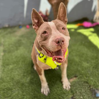 Momma Bear - Puppy Area