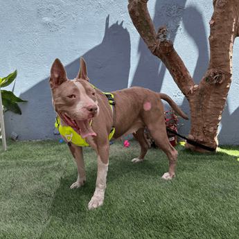 Momma Bear - Puppy Area