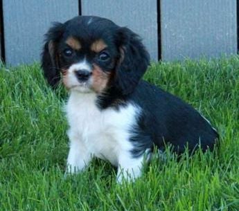 Oscar