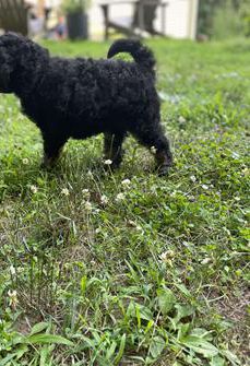 Petunia