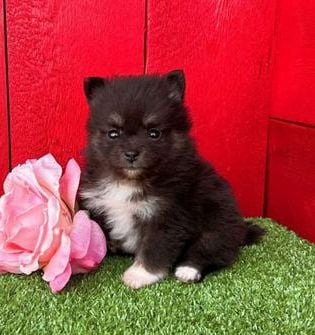 Precious