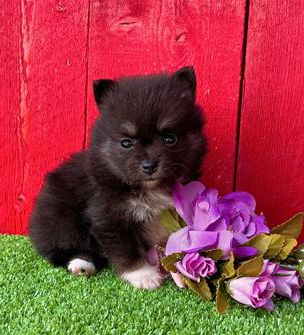 Precious