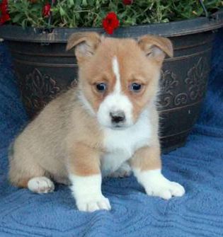 Scout