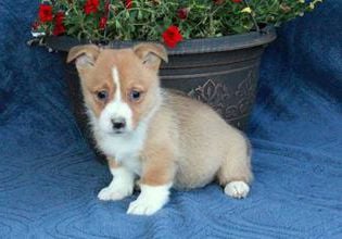 Scout