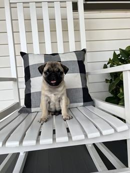 Timmy