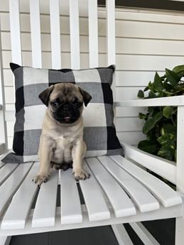 Timmy
