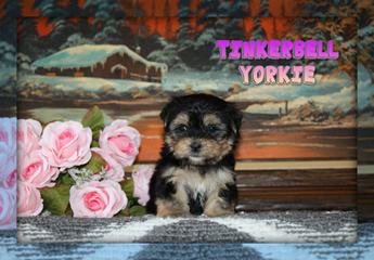Tinkerbell