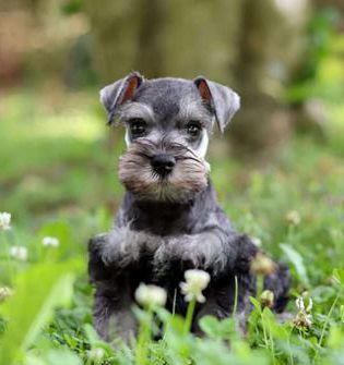 Tucker