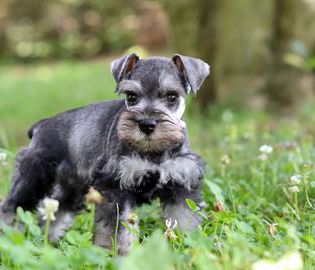 Tucker