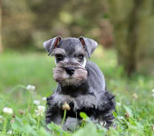 Tucker