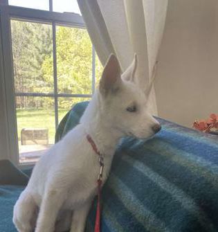 Zeus