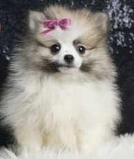 Bridgette