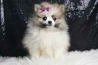 Bridgette