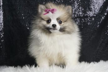 Bridgette