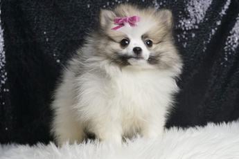 Bridgette