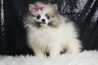 Bridgette