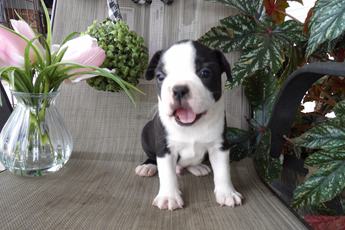 Bronson