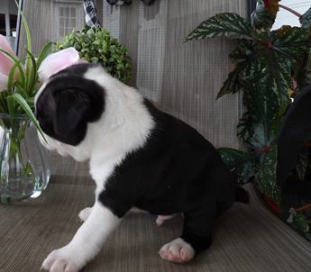 Bronson