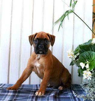 Cooper