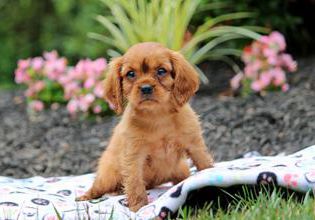 Cooper