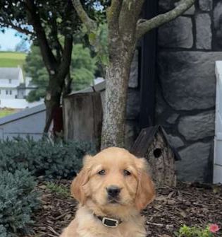 Ella