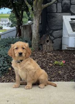 Ella