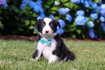 Finn