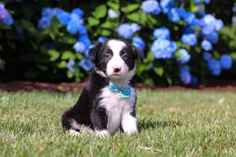 Finn