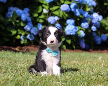 Finn