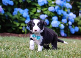 Finn