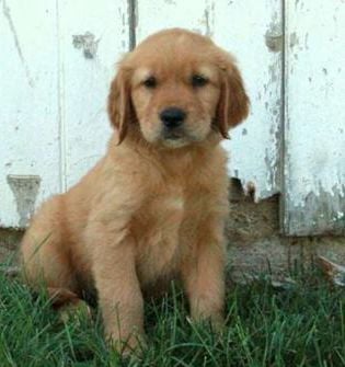 Flynn