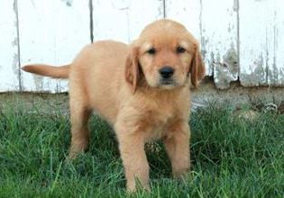 Flynn