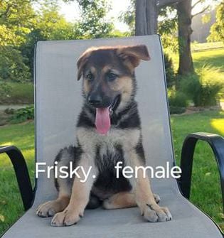 Frisky