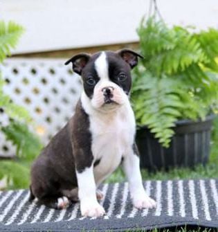 Gus