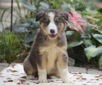 Harlan