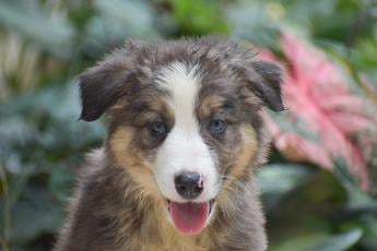 Harlan