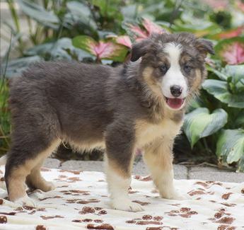 Harlan