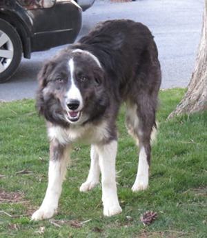 Harlan
