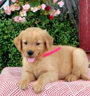 Holly