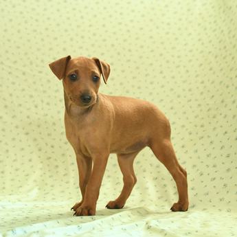 Jarvis