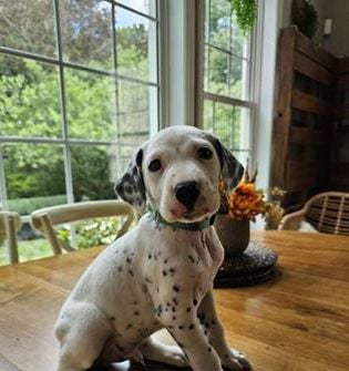 Jax
