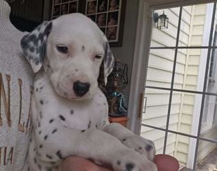 Jax