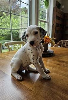 Jax