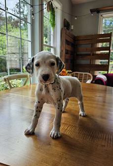 Jax