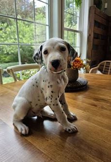 Jax