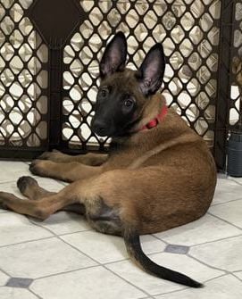 Kimber